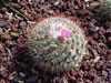 Mammillaria bombycina