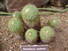Mammillaria canelensis