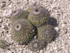 Mammillaria carnea