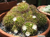 Mammillaria decipiens