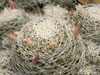 Mammillaria decipiens