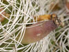 Mammillaria decipiens
