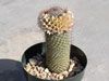 Mammillaria dioica