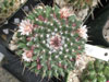 Mammillaria gigantea