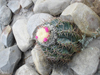 Melocactus glaucescens