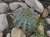 Melocactus glaucescens