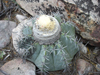 Melocactus glaucescens