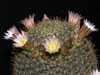 Mammillaria glochidiata