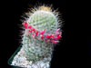 Mammillaria huitzilopochtli