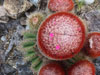 Melocactus intortus