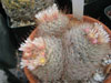 Mammillaria mercadensis