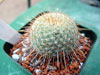 Mammillaria muehlenpfordtii