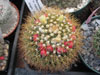 Mammillaria nivosa