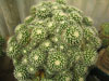 Mammillaria petrophila