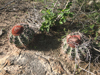 Melocactus salvadorensis