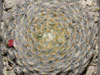 Mammillaria schiedeana