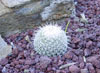 Mammillaria geminispina