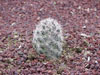 Mammillaria tetrancistra