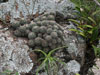 Mammillaria voburnensis