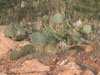 Opuntia aurea-Hybrid