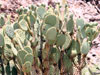 Opuntia chlorotica