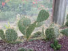 Opuntia engelmannii