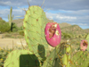 Opuntia engelmannii