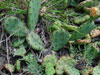 Opuntia humifusa