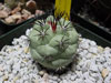 Ortegocactus macdougallii