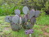 Opuntia macrocentra