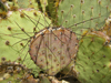 Opuntia macrocentra