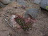 Opuntia pampeana