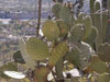 Opuntia pilifera