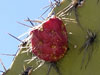 Opuntia pilifera