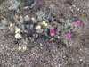 Opuntia polyacantha