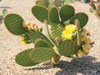 Opuntia strigil