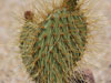 Opuntia tapona