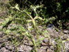 Opuntia triacantha