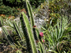 Pilosocereus arrabidae