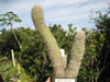 Pilosocereus aurisetus