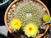 Parodia concinna