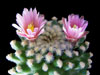 Pediocactus knowltonii