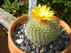 Parodia microsperma