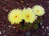 Parodia ottonis