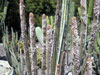 Pilosocereus purpusii