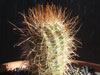 Parodia taratensis