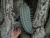 Pachycereus weberi