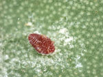opuntia cochineal insect