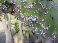 opuntia cochineal