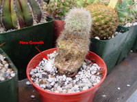 echinocereus dessication